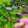 箱根あじさい電車 XVI