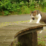 ねこ　その１４２