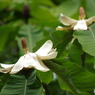 鳥海ブルーラインの花-泰山木