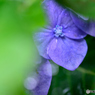 紫陽花の片隅で