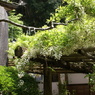 那珂川町乾徳寺の白藤