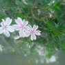 道端の花4