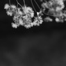 風を待つⅡ　in　monochrome