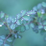 雨上がり