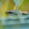 初夏を探して　アオダイショウ？