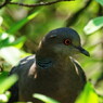 野鳥を追って　ノバト