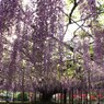 香り漂う