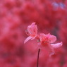 紅雨