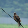 野鳥を追って　トビ
