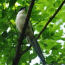 野鳥を追って　オナガ　Ⅱ