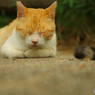 ねこ　その１４７