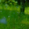 マツバウンランの咲く景色。