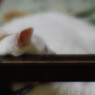 まどろんでいます....（＝ΦωΦ＝）