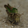 虫達を追って　とのさまばった