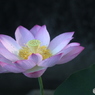 ハス　6