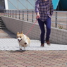 目指せ飛翔犬！それいけ！