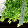 薫風
