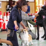 コーギー犬で一番！勝ち上がっちゃった！もうひと頑張り！