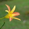 長居植物園のヘメロカリス
