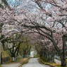 大堰宮の桜