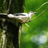 野鳥を探して　オナガ　Ⅱ