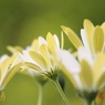 花♡これから。。。