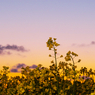 夕暮れの菜の花