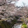 熊坂川河畔の桜１