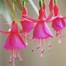 花♡想像…