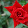 rose02