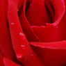 rose03