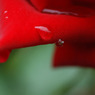 rose04