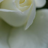 rose05