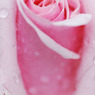 rose07