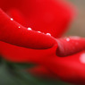 rose08