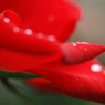 rose09