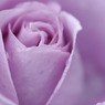 rose10
