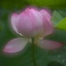 蓮の花咲く頃　8 