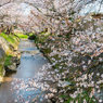 熊坂川河畔の桜２