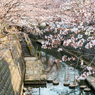 熊坂川河畔の桜３