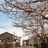 熊坂川河畔の桜６