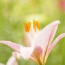 花♡微笑み
