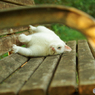 ねこ　その１６０
