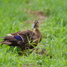 野鳥を探して　カルガモ