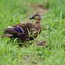 野鳥を探して　カルガモ　Ⅱ