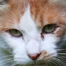 吾輩はキャット