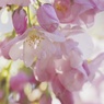 花♡和の心