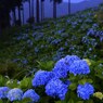花光