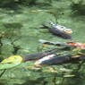 憧れのモネ