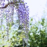 花♡かんざし